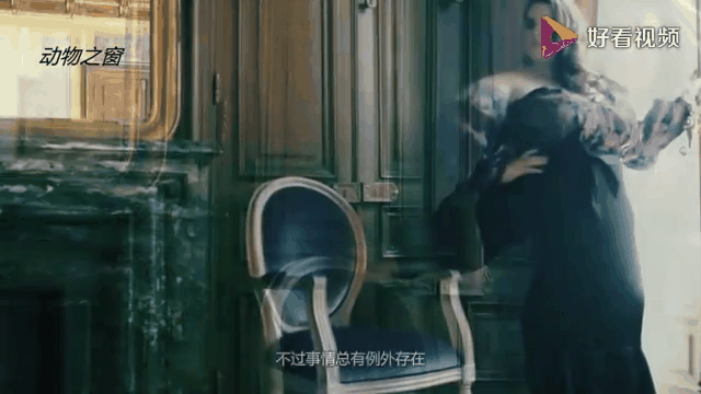 随机包含JackeyLove回归赛场，爆冷首场状态亮眼，塞尔维亚队观众沸腾！的词条